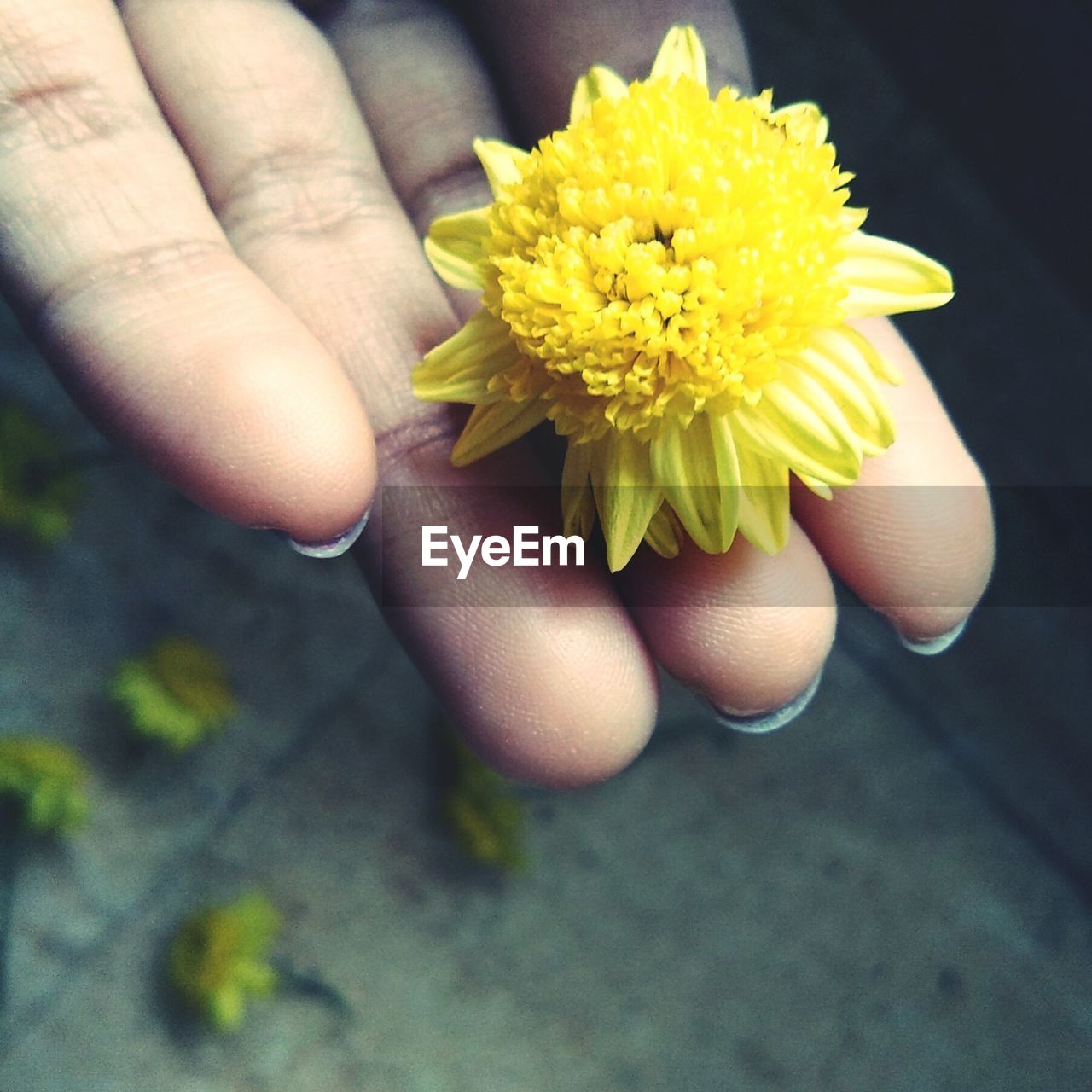 LOW SECTION OF WOMAN HOLDING YELLOW FLOWER IN HAND