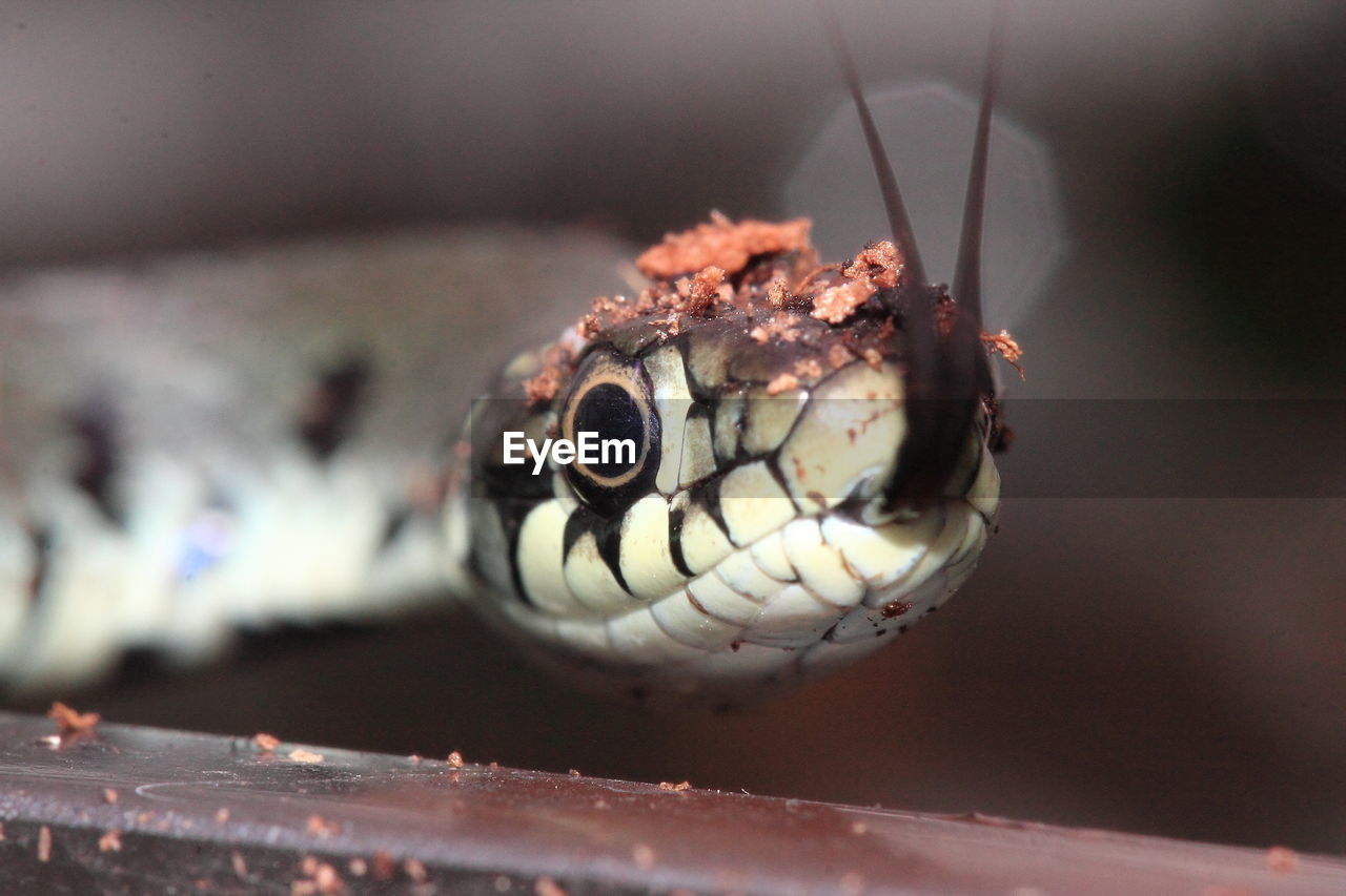 CLOSE-UP OF CATERPILLAR ON LEAF