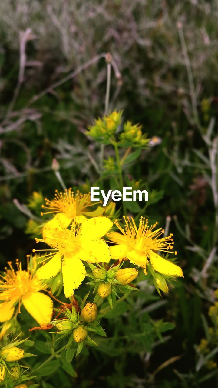 Close-up of yellow flower