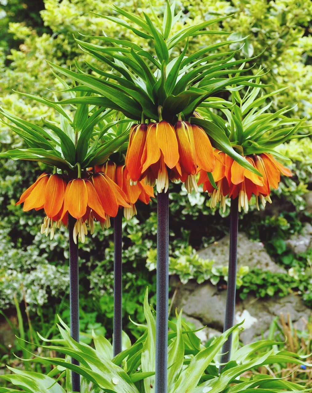 ORANGE FLOWERS BLOOMING IN FIELD