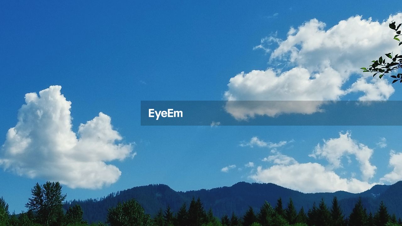 Low angle view of trees against blue sky