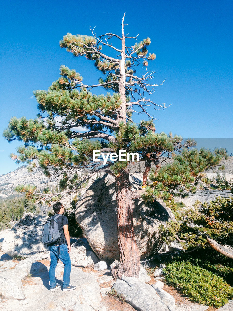 Man looking friend climbing tree on mountain against clear sky
