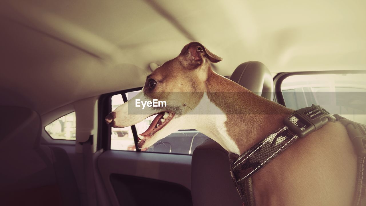 CLOSE-UP OF DOG WITH CAR IN BACKGROUND