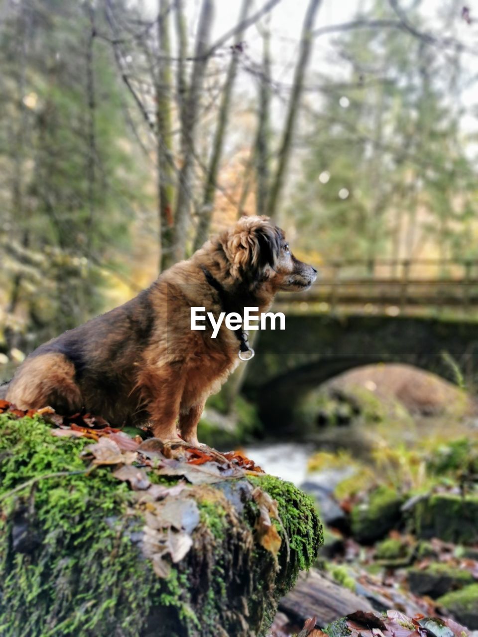 Dog looking away on rock