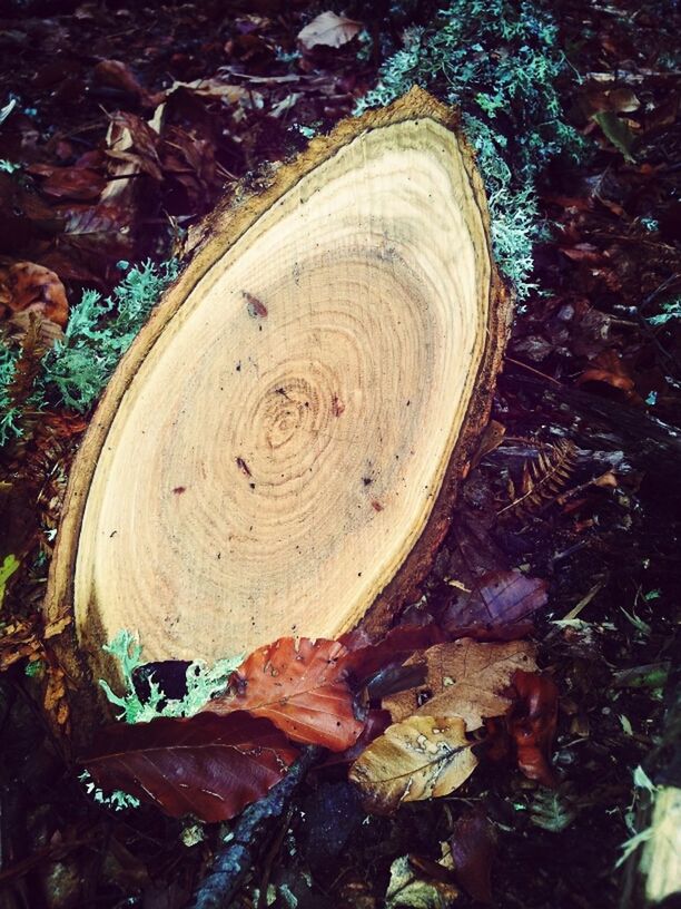 CLOSE-UP OF TREE TRUNK