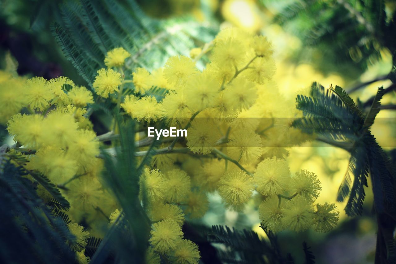 CLOSE-UP OF YELLOW FLOWERS AGAINST BLURRED BACKGROUND