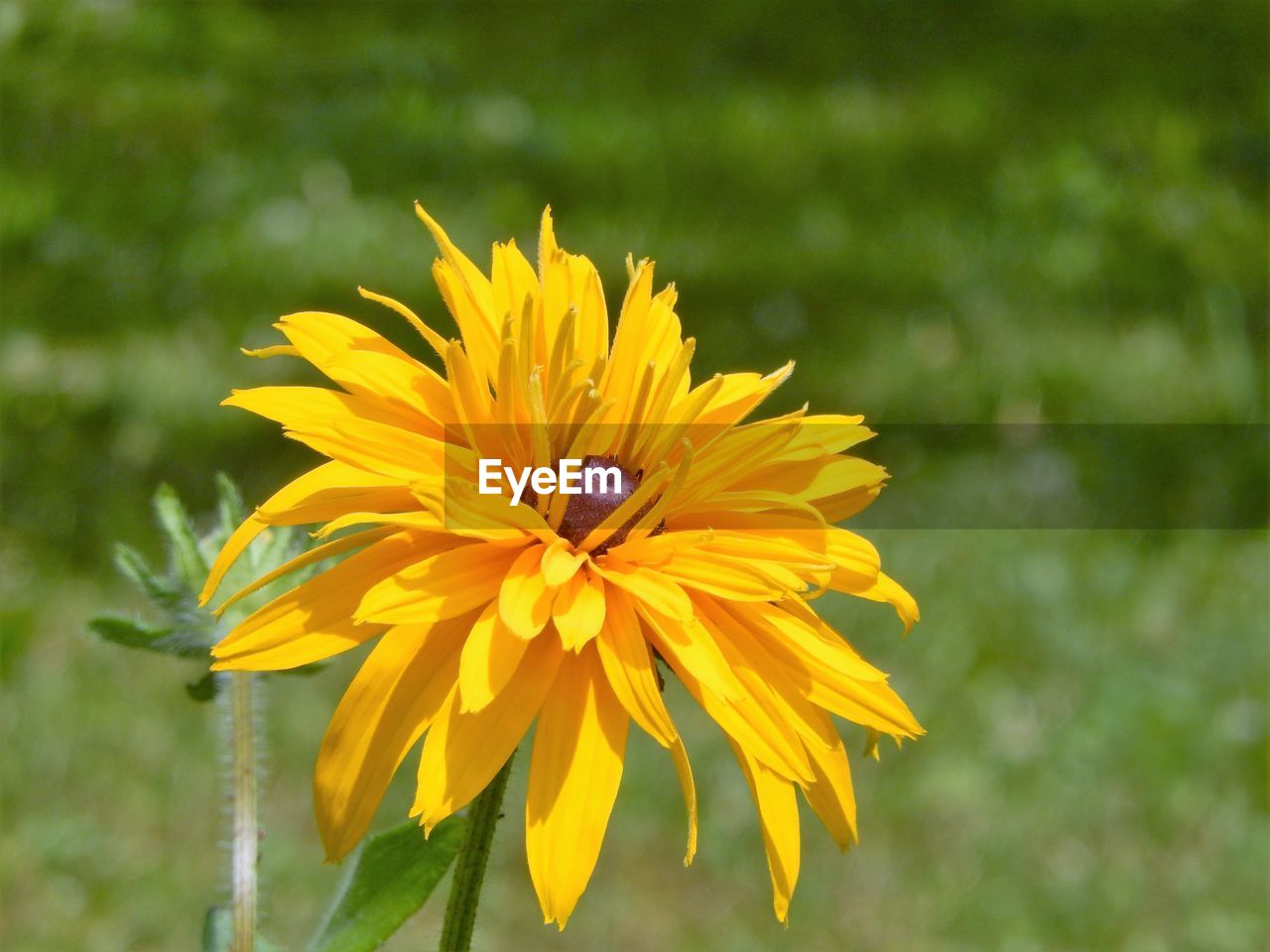 CLOSE-UP OF BEE ON YELLOW FLOWER BLOOMING OUTDOORS