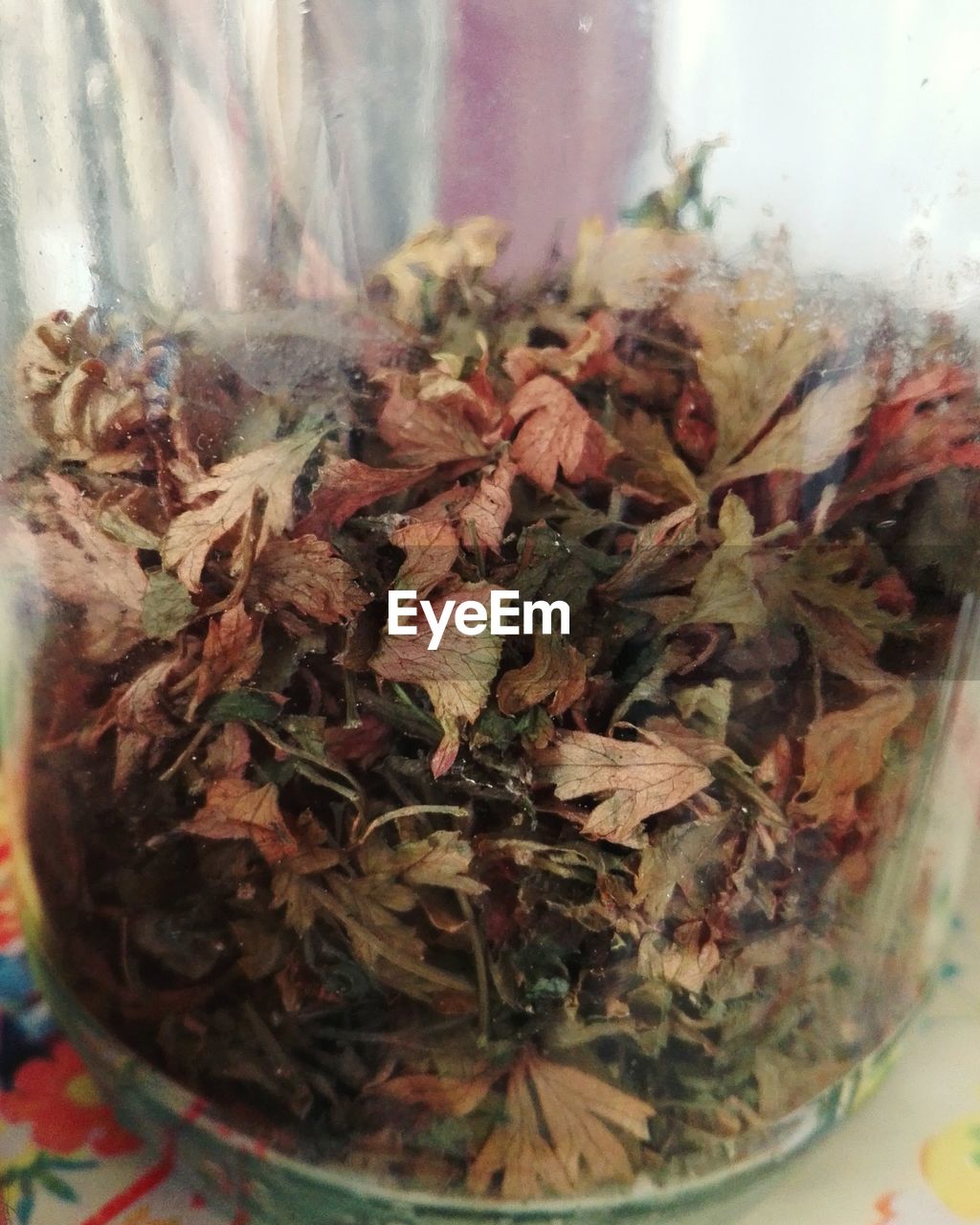 CLOSE-UP OF FRESH FLOWER IN CONTAINER