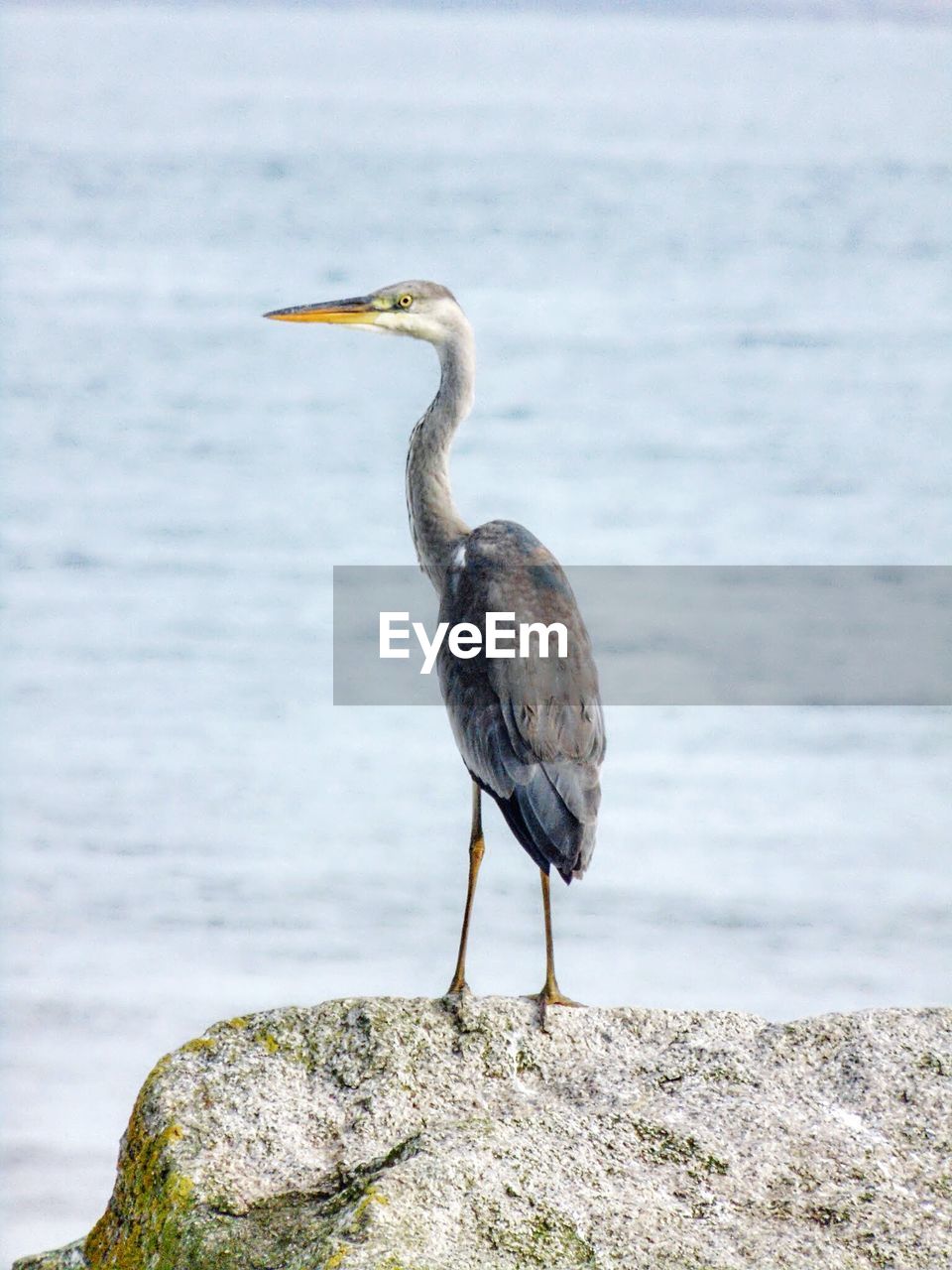 Gray heron perching on rock by sea