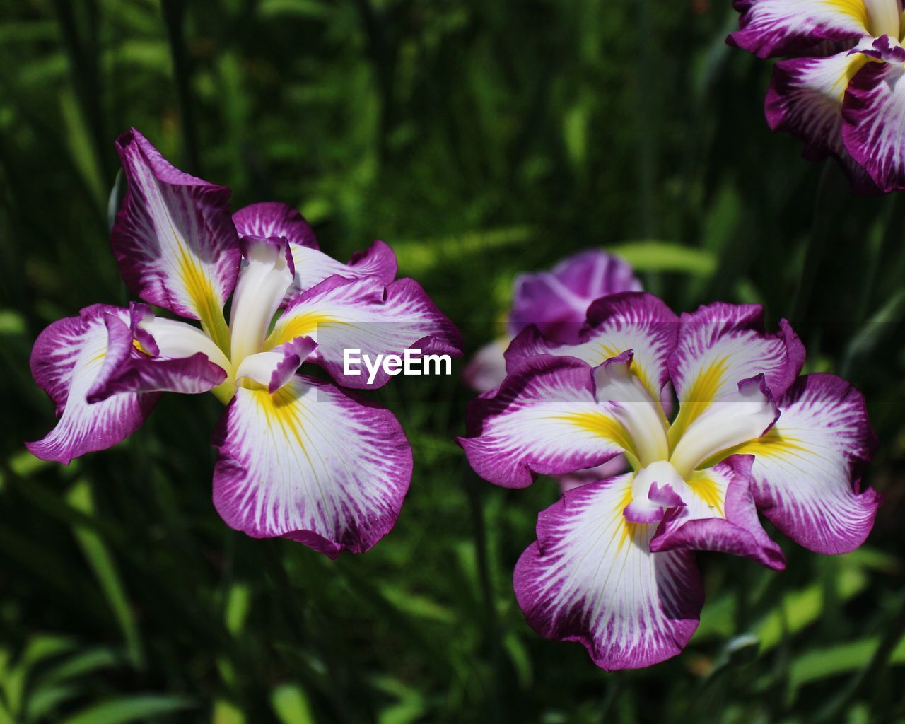 close-up of purple crocus flowers