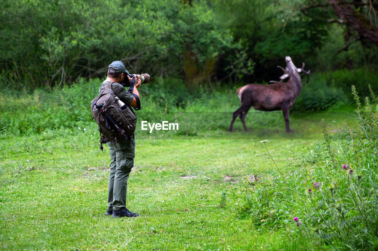 Wildlife photographer in camouflage clothing takes a photograph of a male wild deer in the forest.