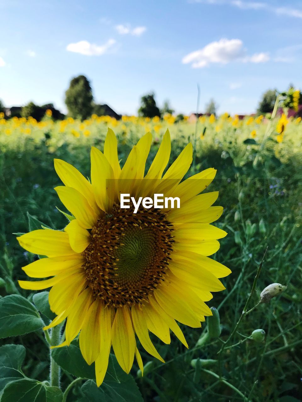 Close-up of yellow sunflower on field against sky