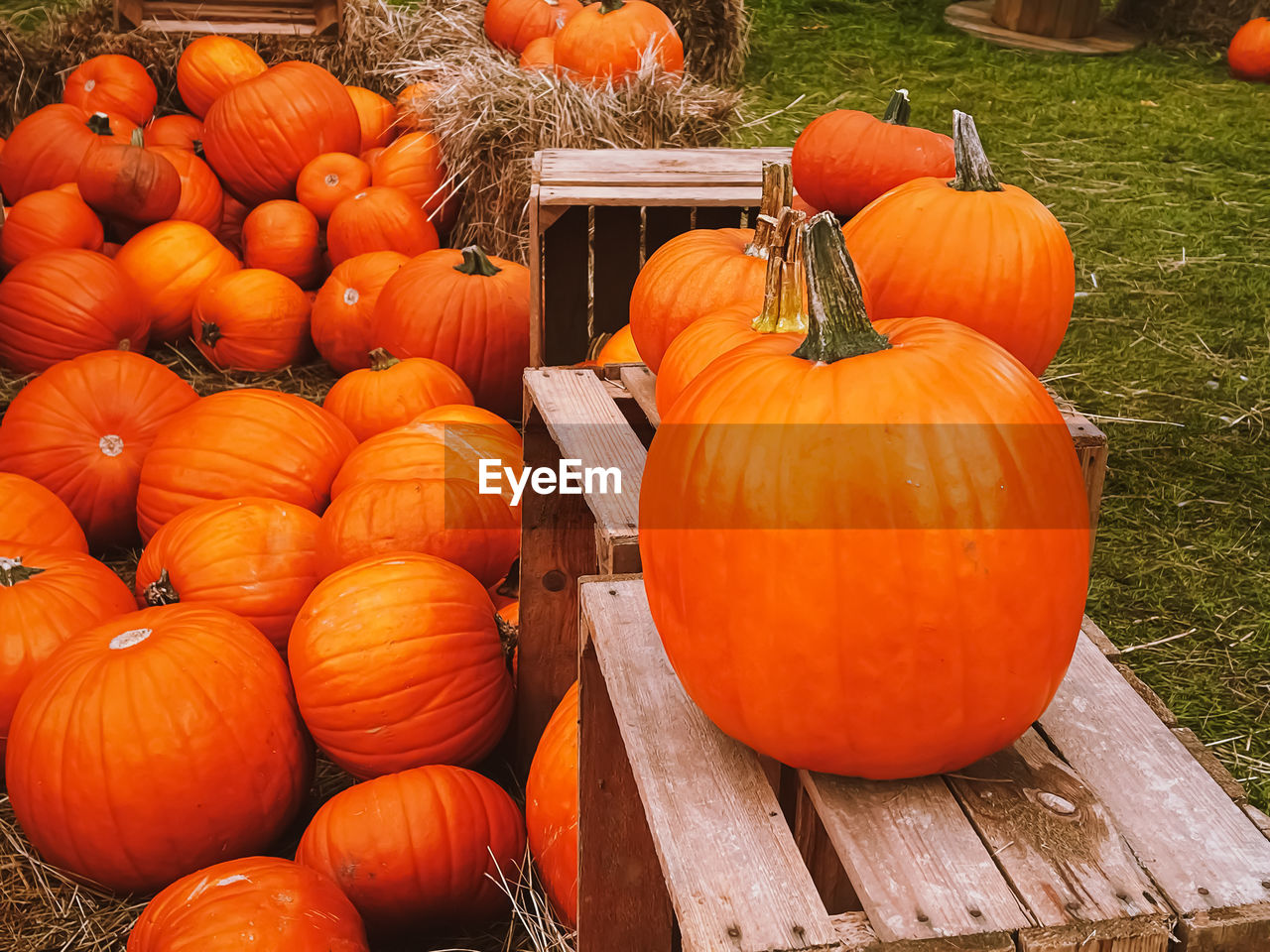 high angle view of pumpkins for sale at market stall