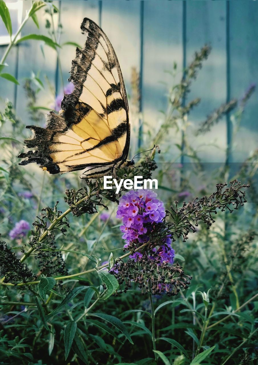 Close-up of butterfly pollinating on purple flower