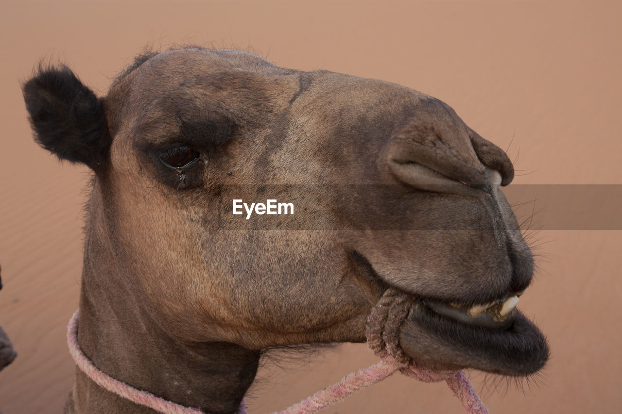 Close-up of a camel face