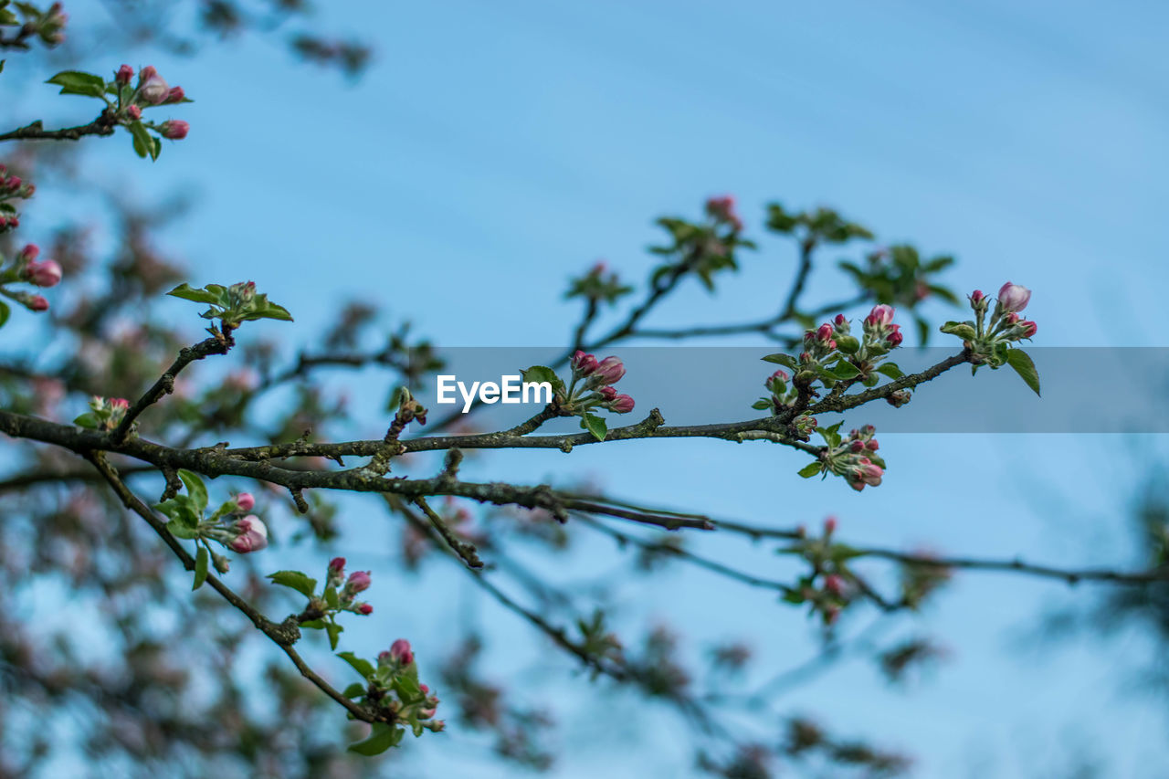 Low angle view of cherry blossoms against sky