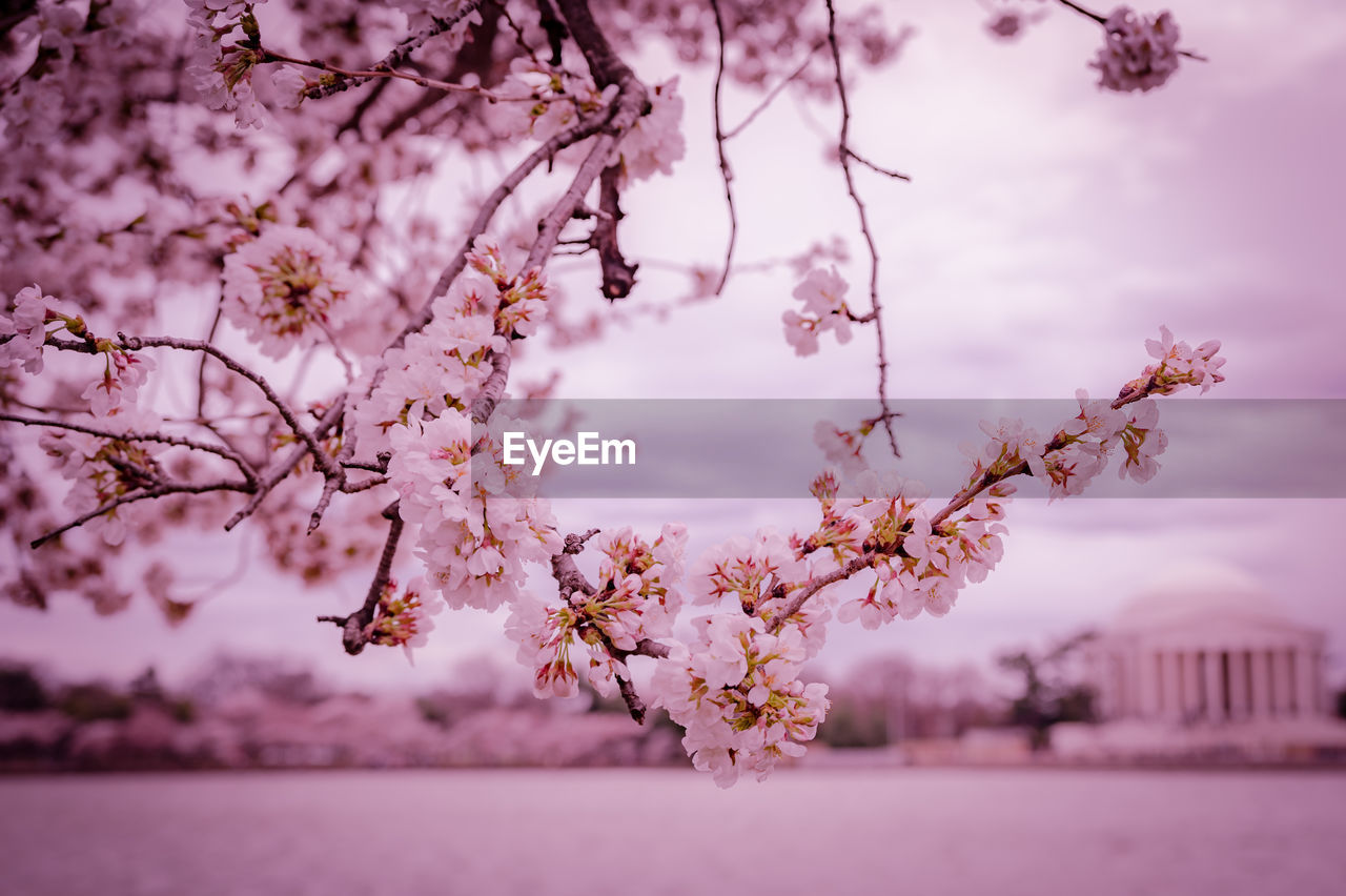 plant, pink, blossom, tree, flower, springtime, beauty in nature, flowering plant, cherry blossom, fragility, freshness, nature, branch, spring, sky, growth, cherry tree, outdoors, no people, tranquility, landscape, cloud, scenics - nature, environment, petal, day, pastel colored, focus on foreground, tranquil scene, agriculture, morning, fruit tree, architecture, almond tree, cherry, selective focus, idyllic, food and drink, close-up, fruit, culture