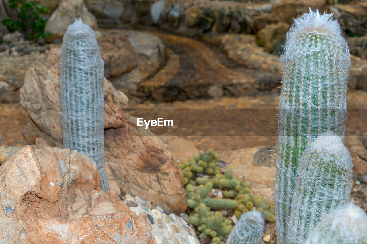 CLOSE-UP OF CACTUS GROWING IN ROCK