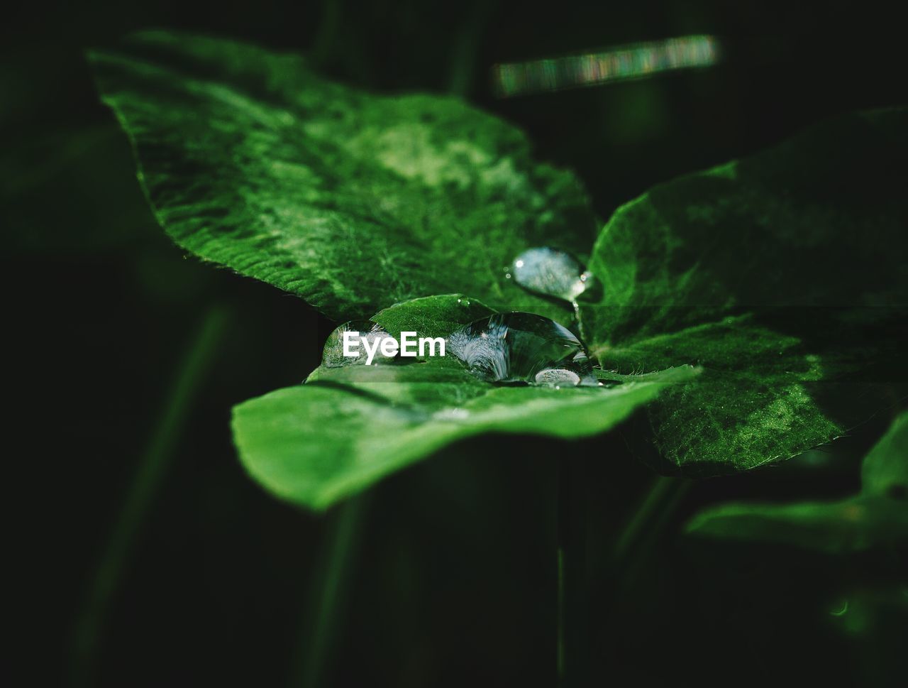 Close-up of dew drops on leaves