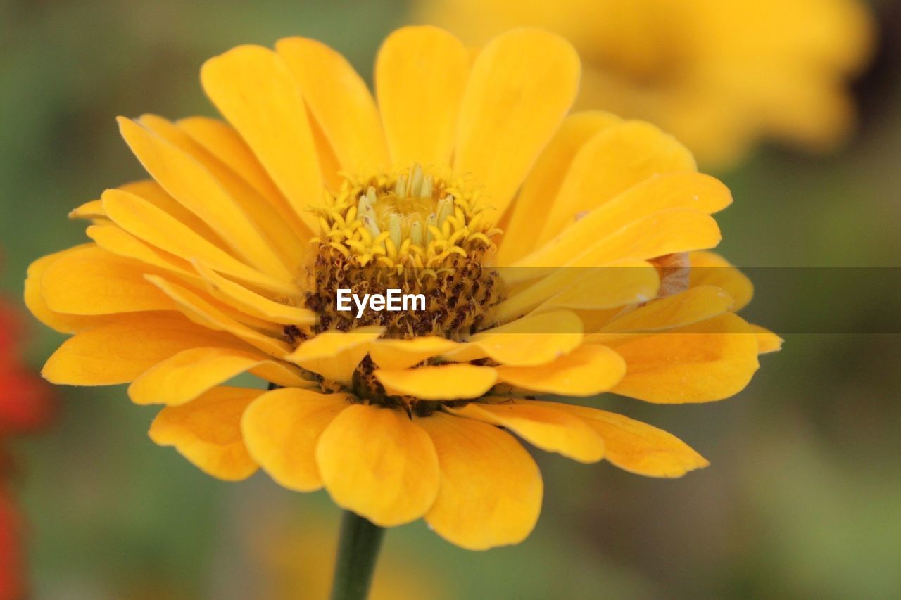 CLOSE-UP OF YELLOW FLOWER HEAD