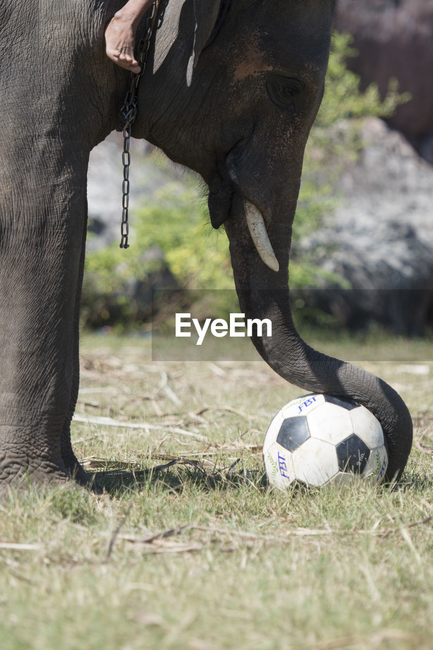 Elephant playing with soccer ball on field