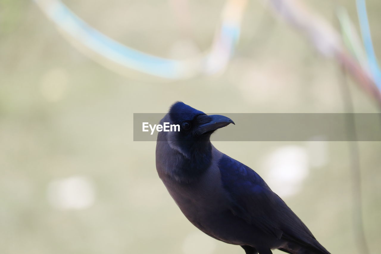 CLOSE-UP OF BIRD PERCHING ON A BLURRED BACKGROUND