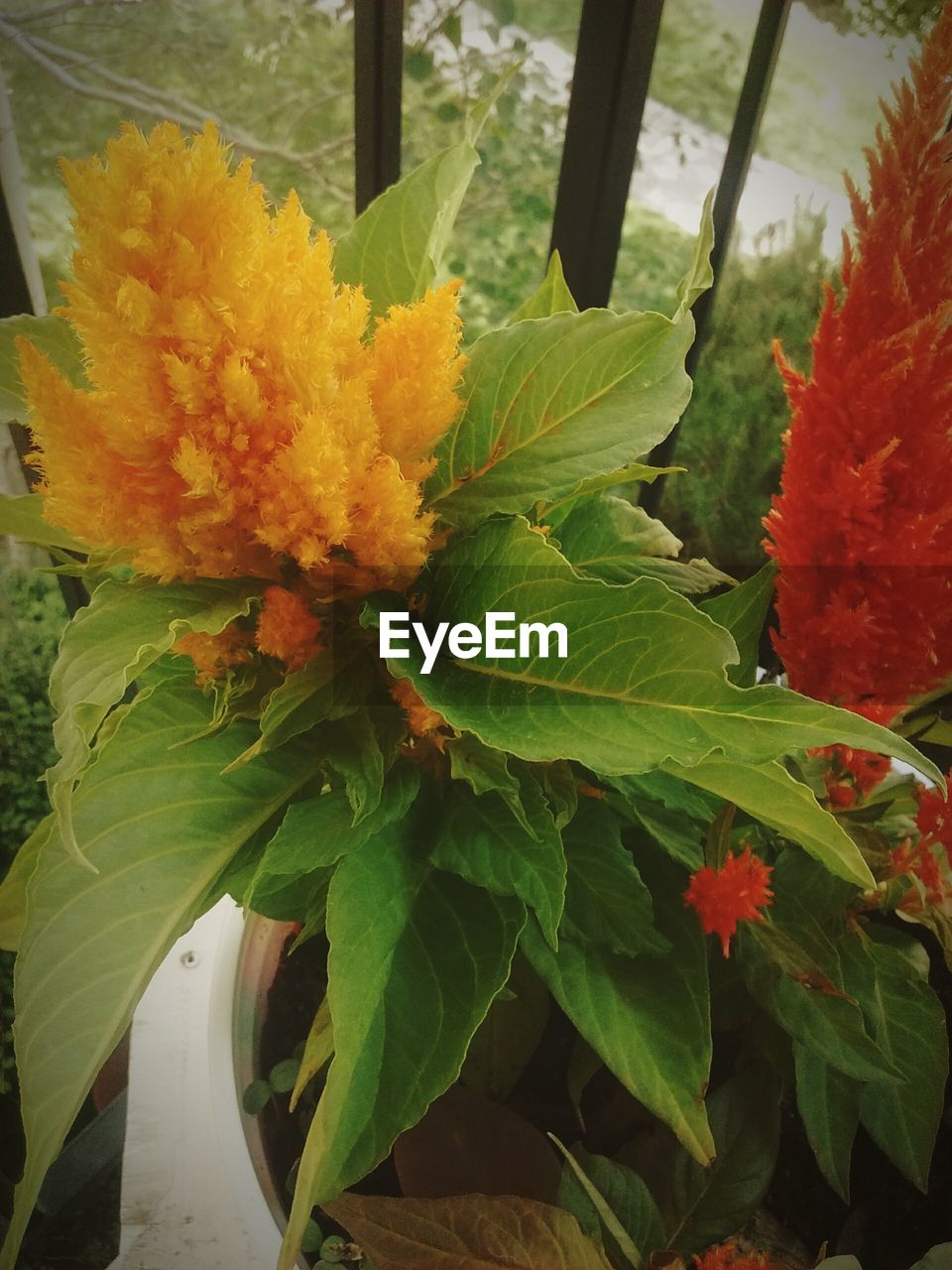 CLOSE-UP OF ORANGE FLOWERS BLOOMING OUTDOORS