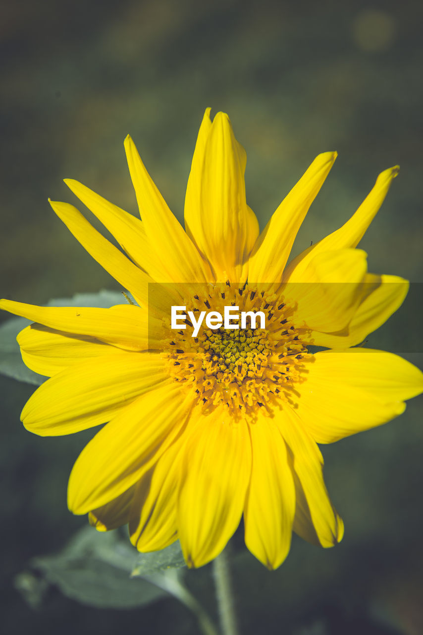 CLOSE-UP OF YELLOW FLOWER BLOOMING OUTDOORS