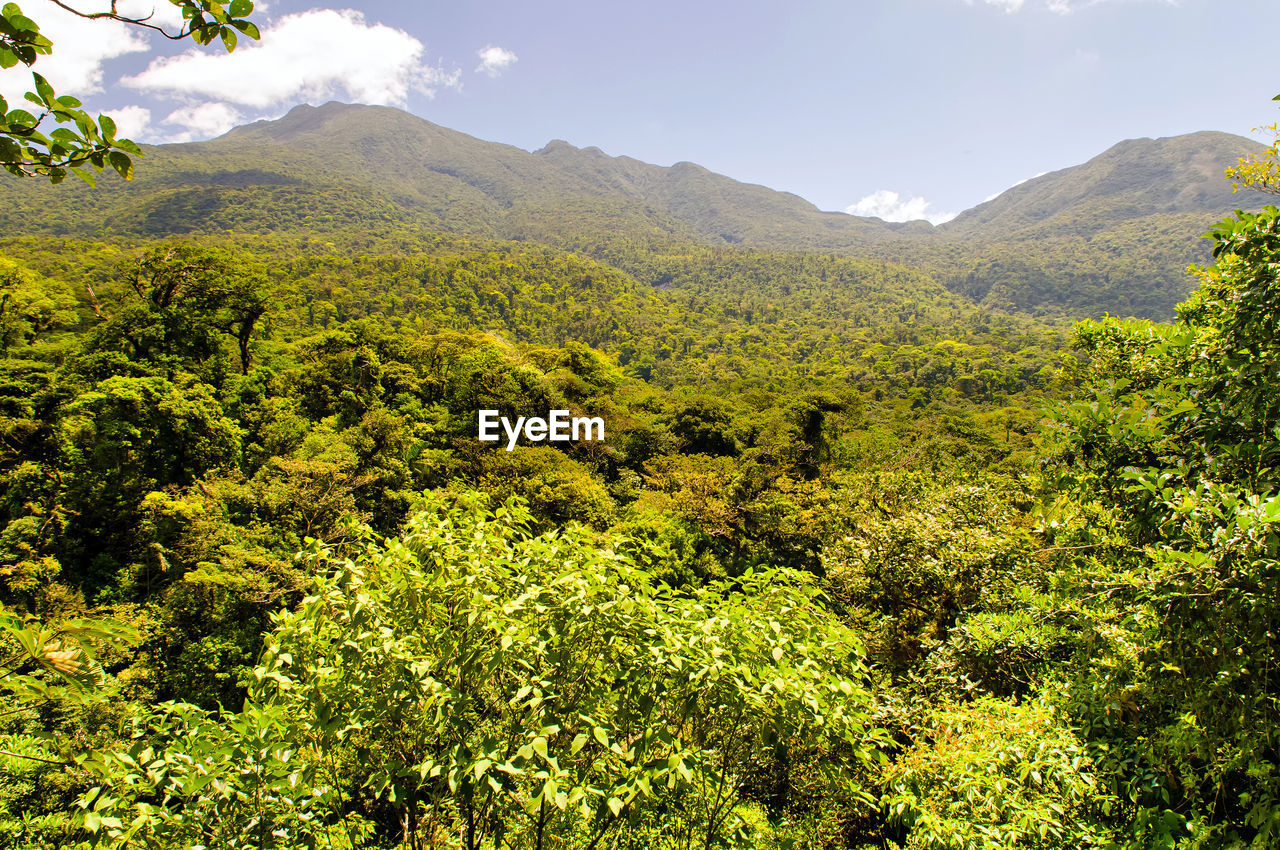 View of trees in forest