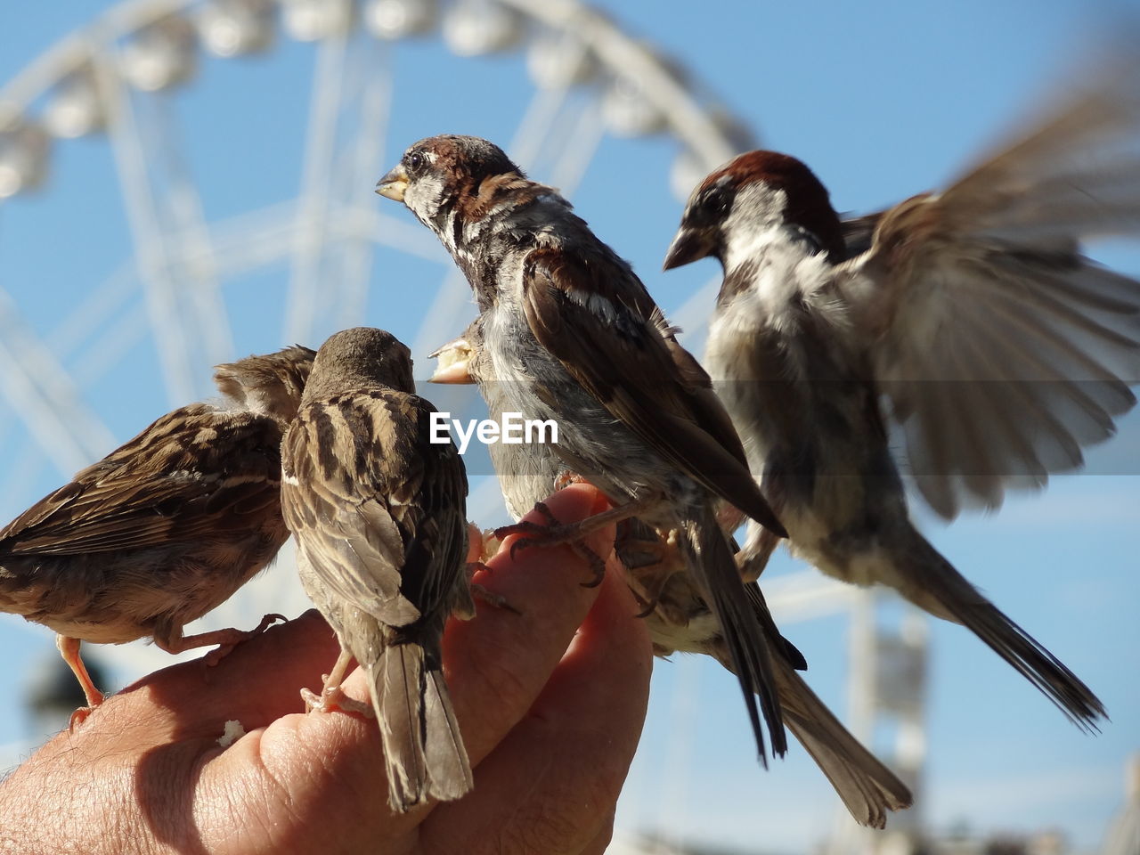 Cropped hand with birds against ferris wheel on sunny day