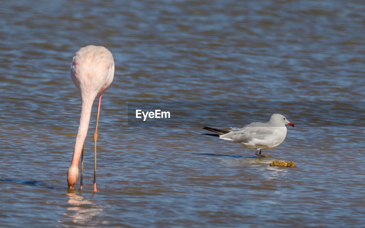 SEAGULLS IN LAKE