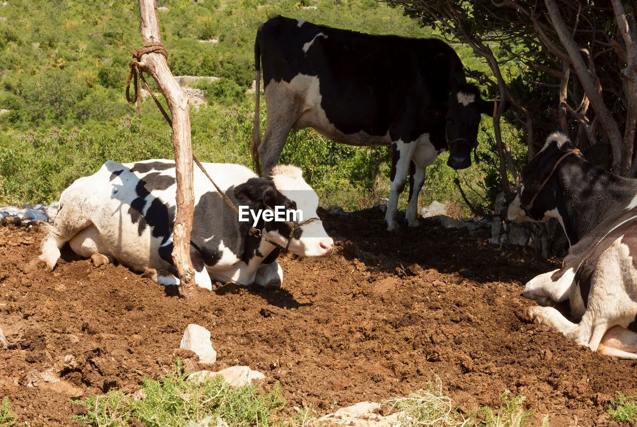 COWS ON FIELD BY ROAD