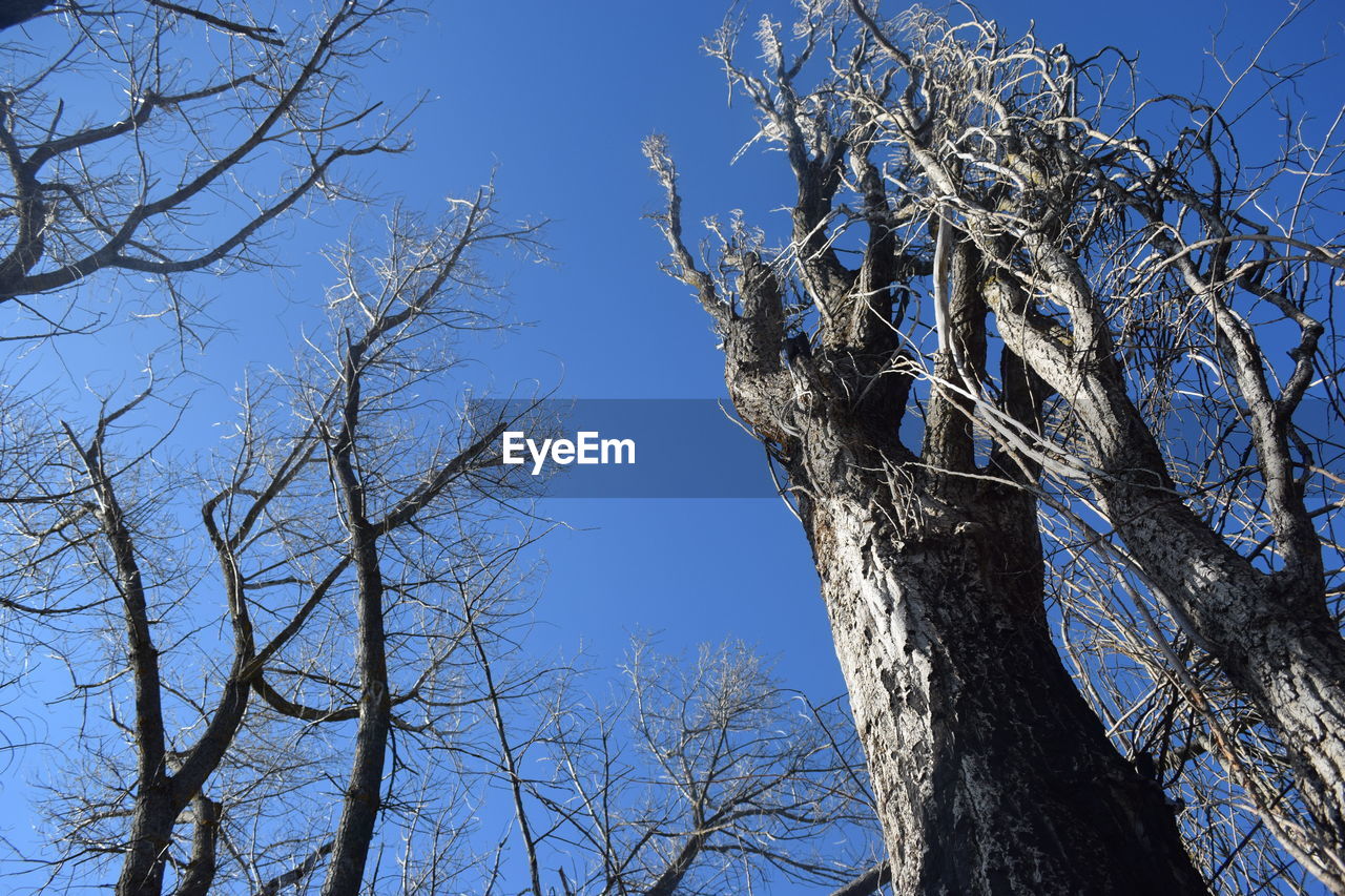 LOW ANGLE VIEW OF BARE TREE AGAINST BLUE SKY