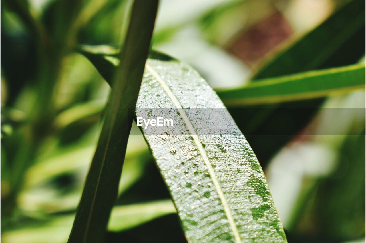 CLOSE-UP OF GREEN LEAF