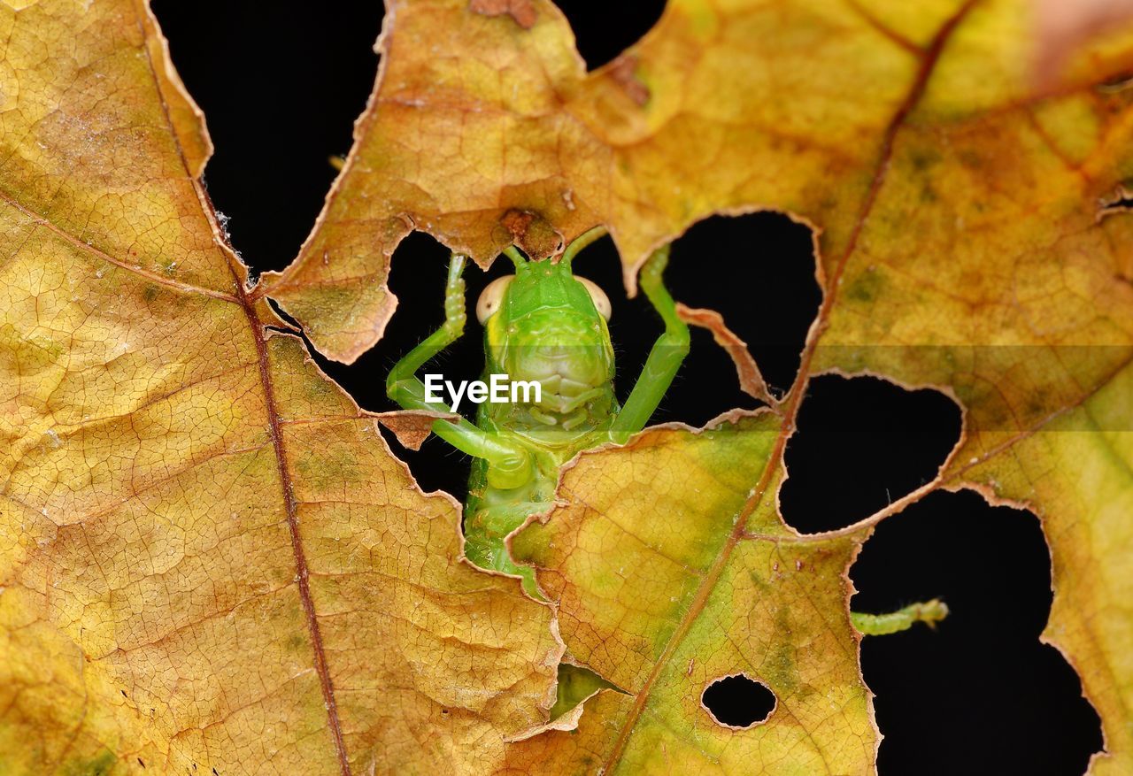 CLOSE-UP OF BEETLE ON LEAF