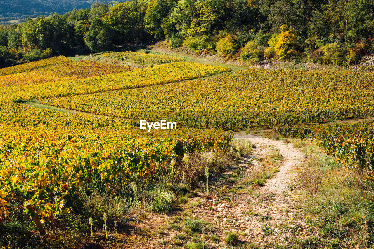 plant, landscape, land, growth, field, agriculture, scenics - nature, environment, rural scene, beauty in nature, tranquility, nature, flower, crop, tree, tranquil scene, rural area, farm, no people, day, green, outdoors, vineyard, hill, idyllic, plantation, autumn, food and drink, yellow, sky, sunlight, prairie, meadow, valley, non-urban scene, food, freshness