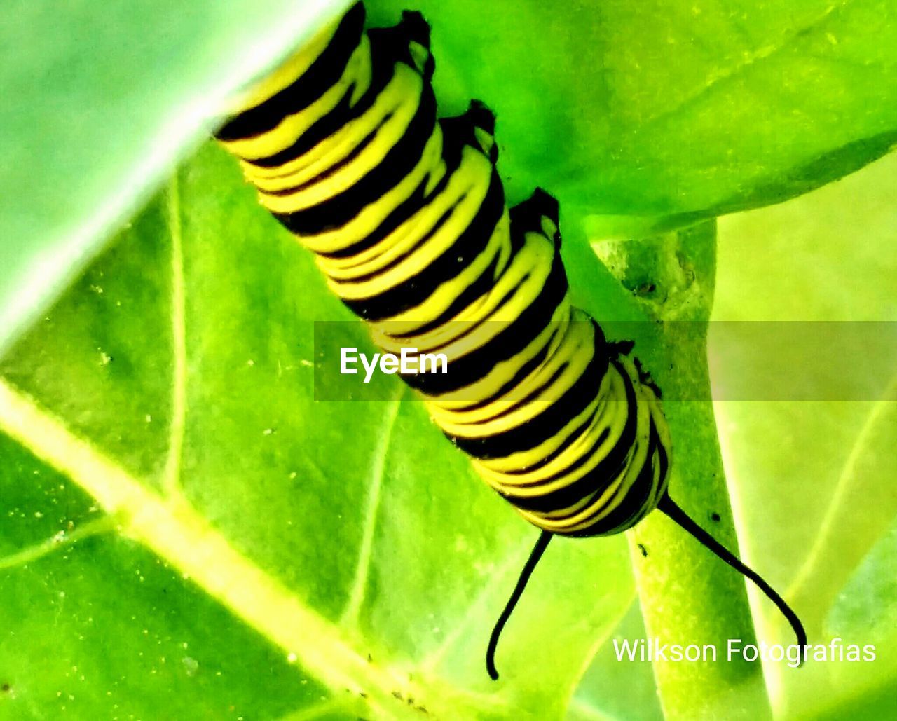 CLOSE-UP OF GRASSHOPPER ON LEAF