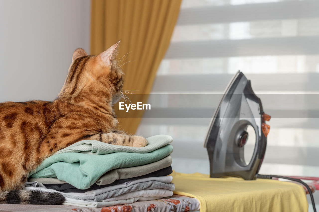 Domestic bengal cat, iron and stack of clean linen on the ironing board in the room.