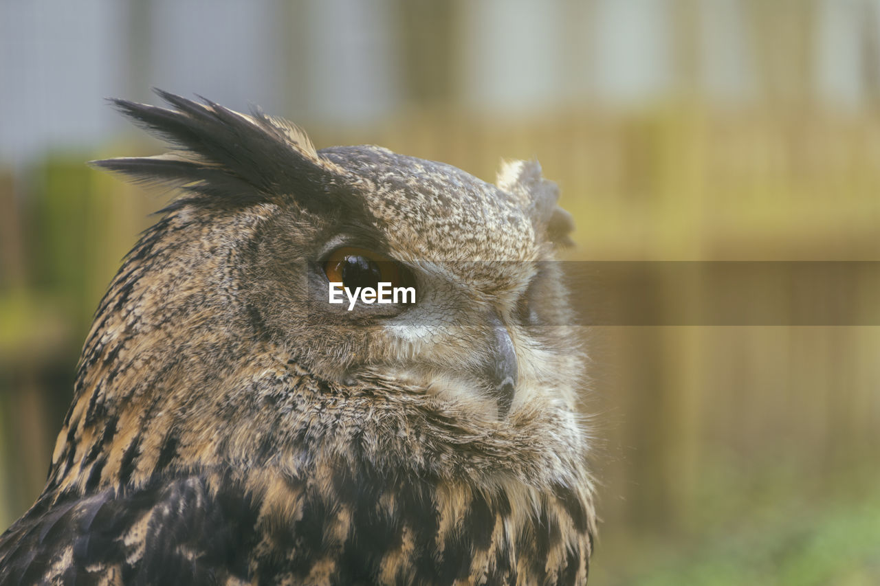 CLOSE-UP OF A OWL