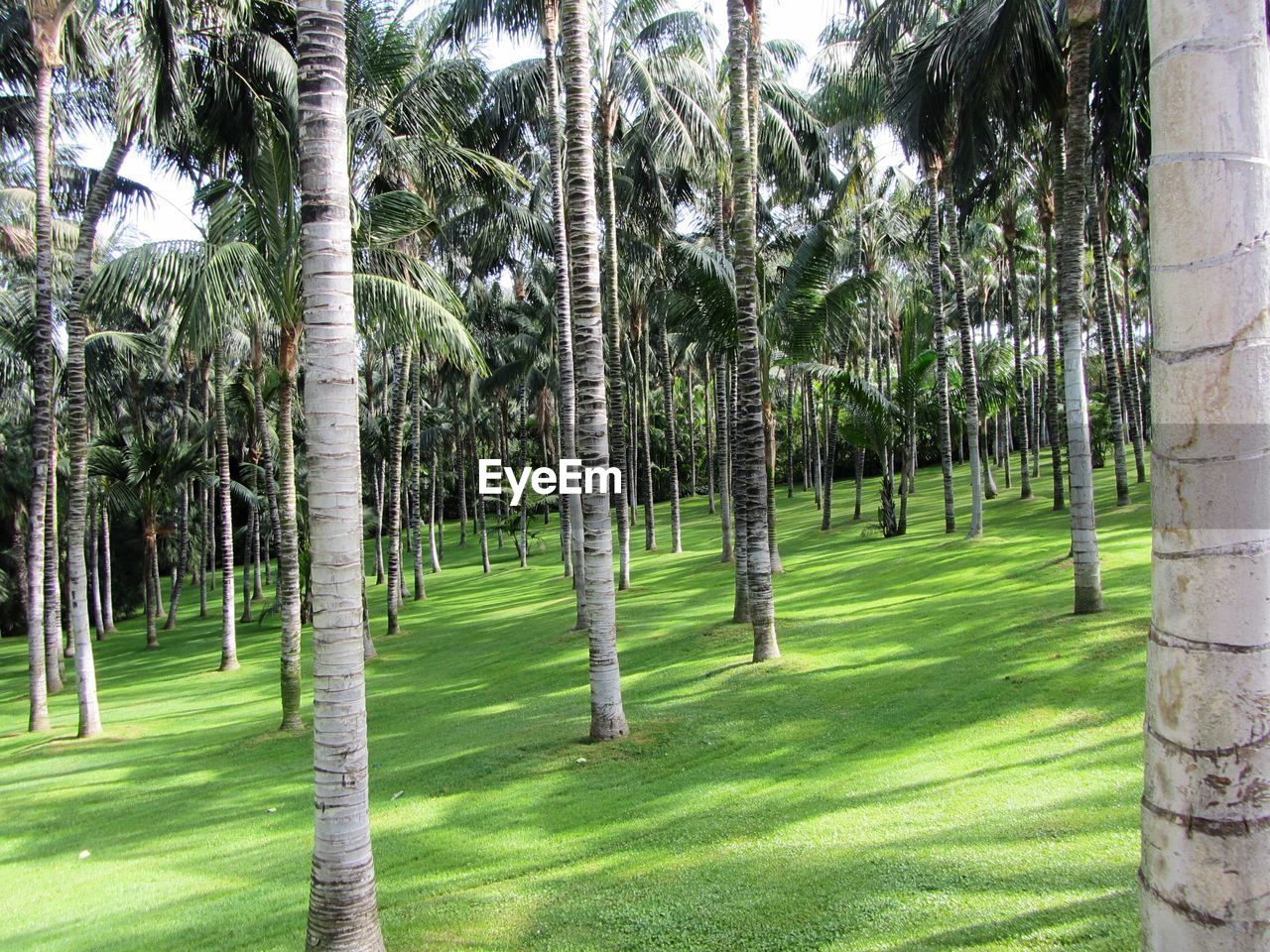 PALM TREES ON GOLF COURSE