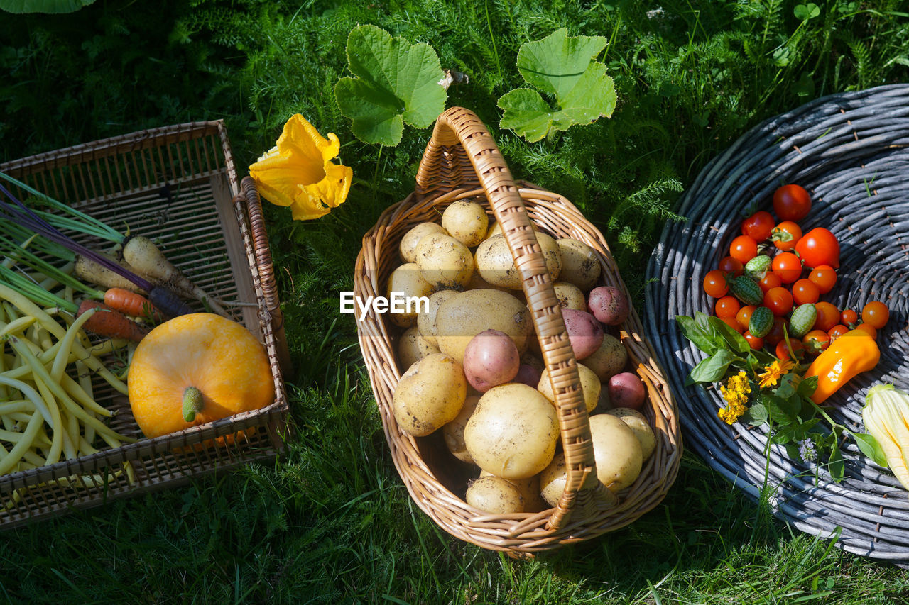 food, food and drink, basket, healthy eating, container, freshness, vegetable, wellbeing, plant, fruit, wicker, nature, grass, produce, high angle view, agriculture, harvesting, no people, organic, day, variation, growth, green, outdoors, large group of objects, abundance, field, root vegetable, onion, still life, raw potato, tomato