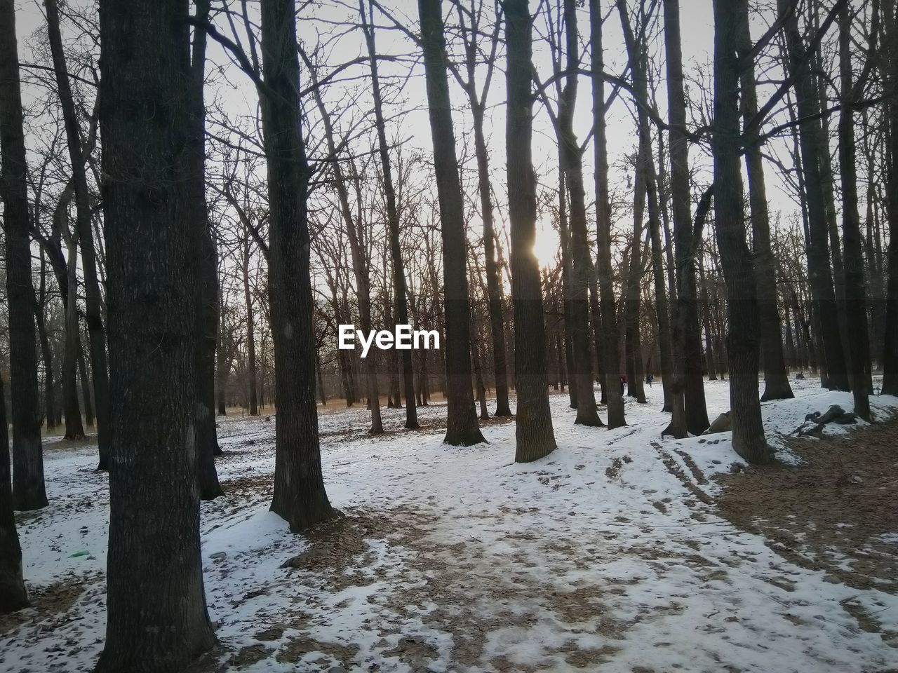 TREES IN SNOW COVERED FOREST