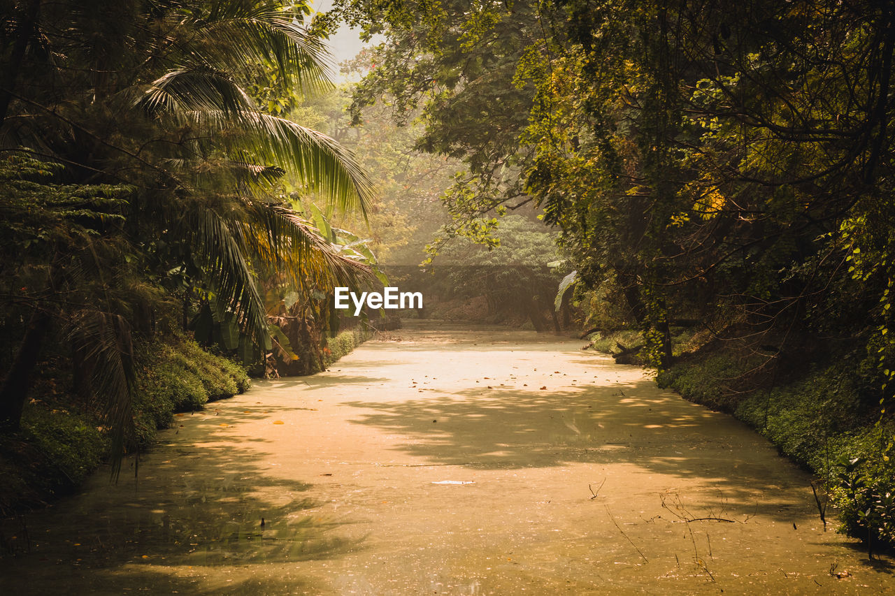 Footpath amidst trees in forest