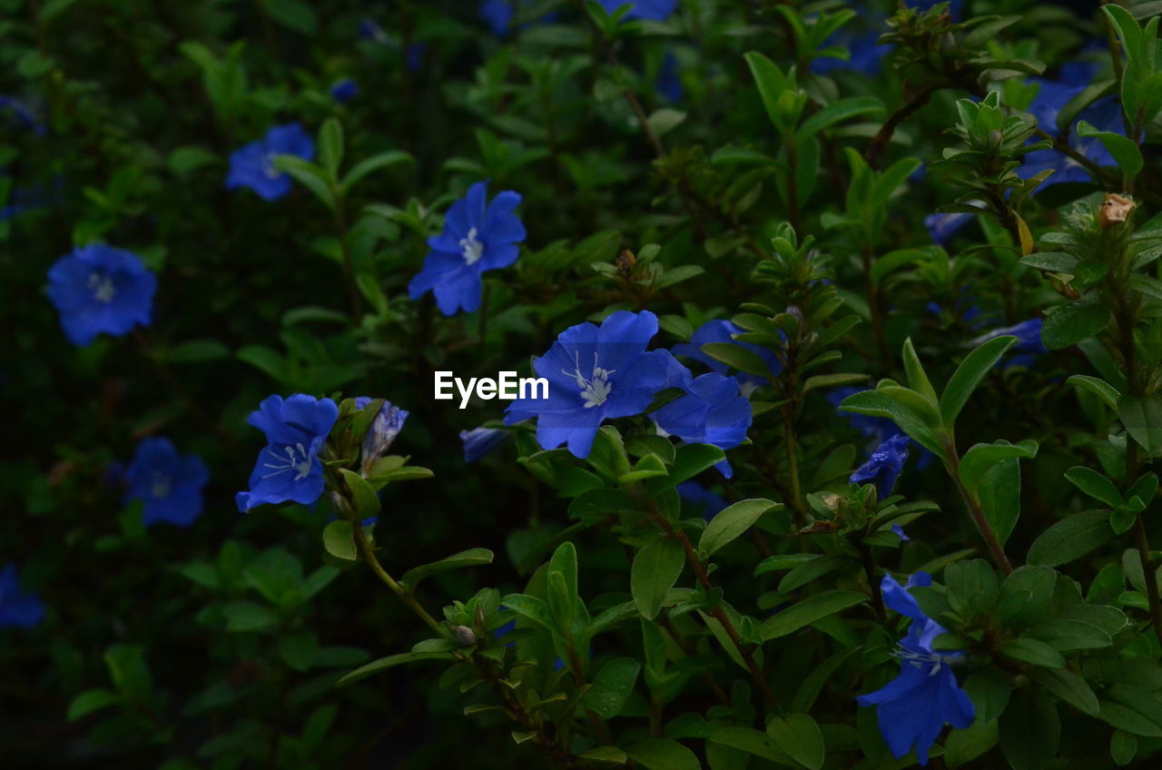 CLOSE-UP OF PURPLE FLOWERS