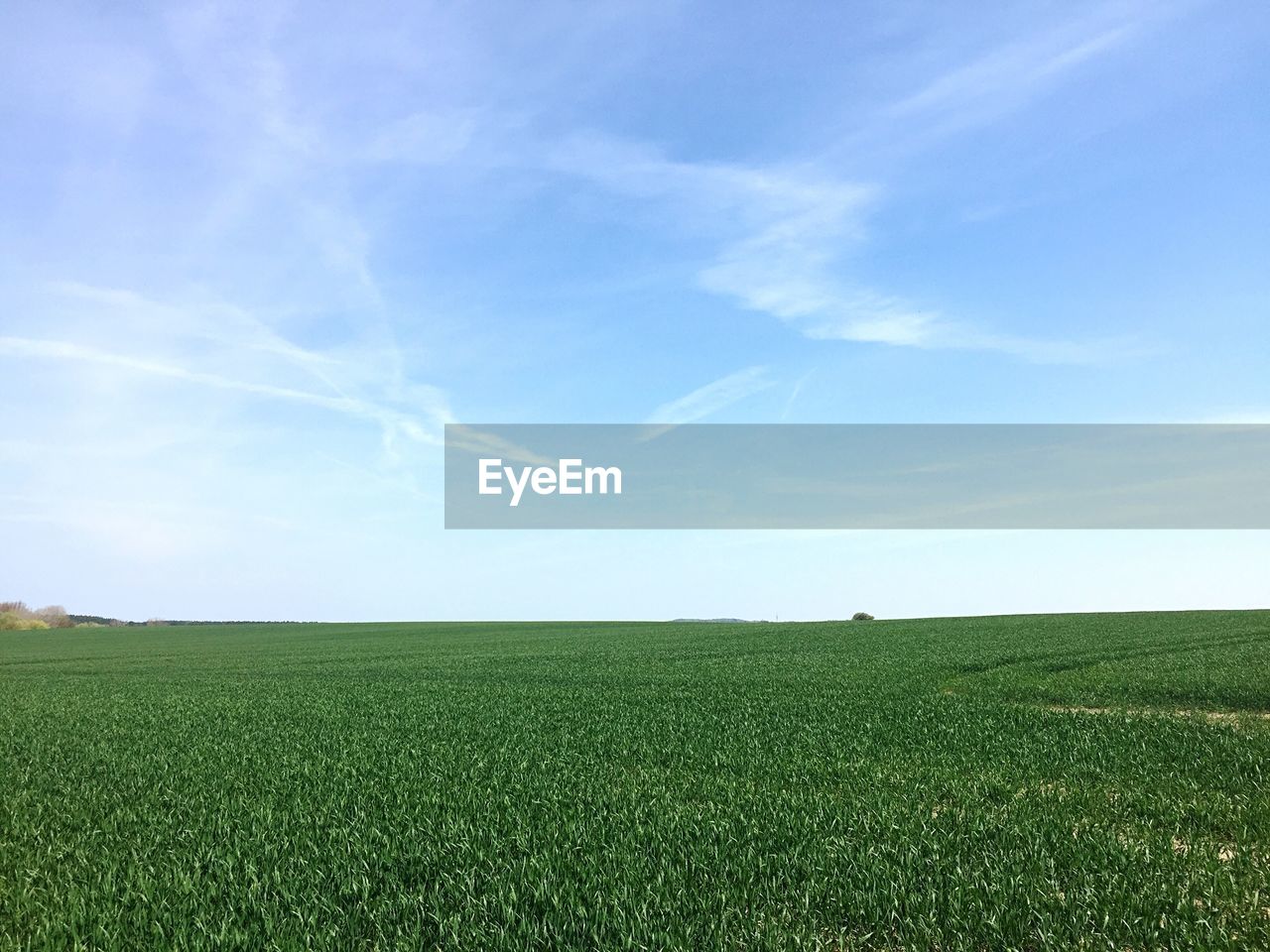 Scenic view of field against clear sky