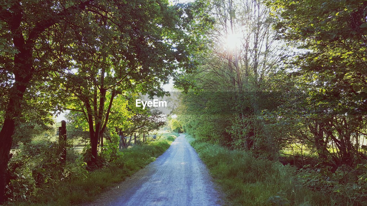 Road amidst trees against sky