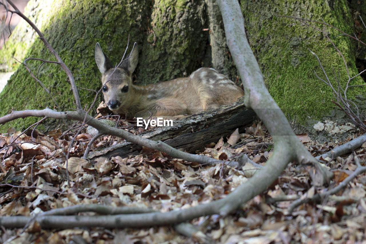 Deer under tree trunk in forest