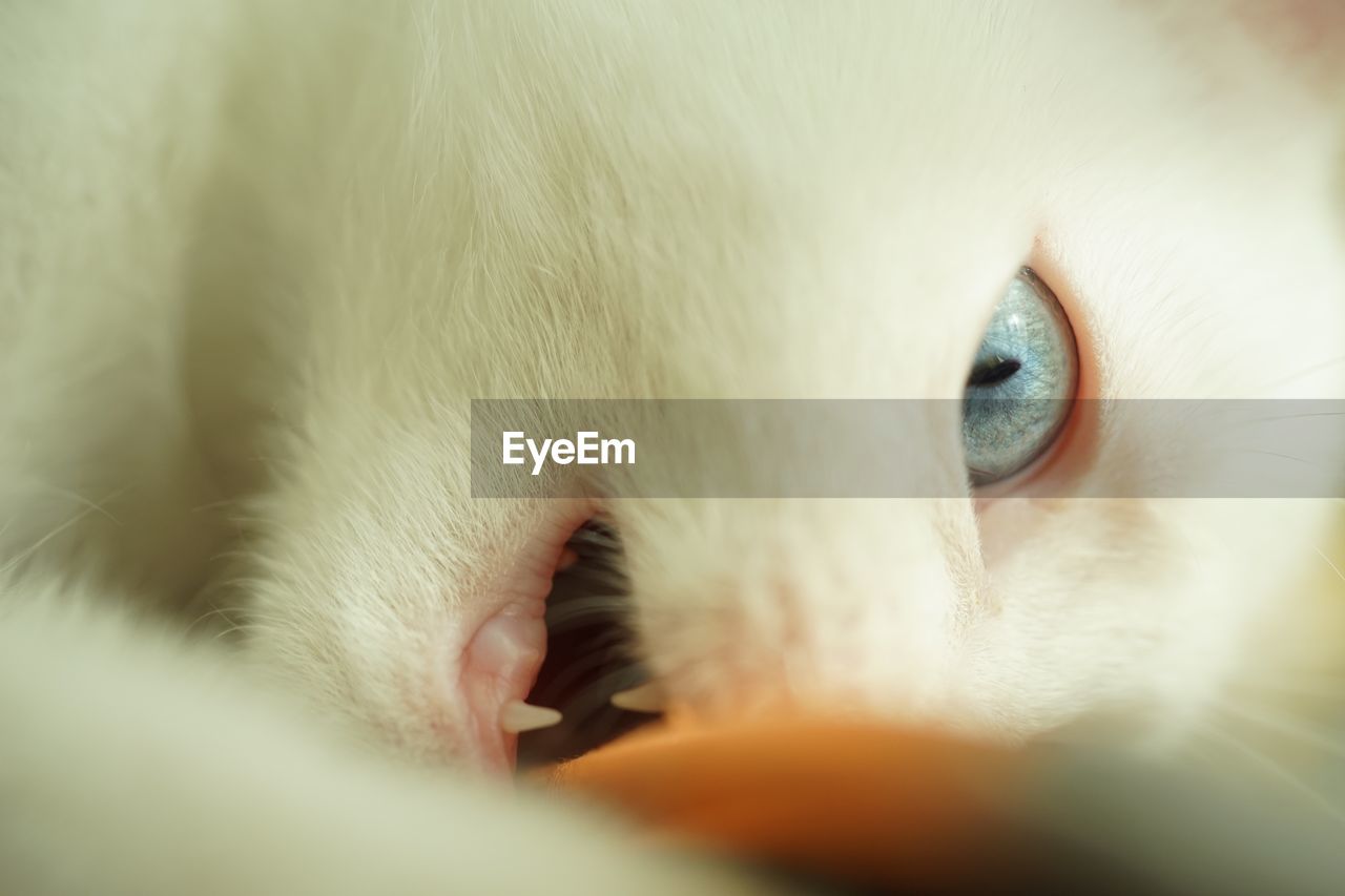 CLOSE-UP OF A WHITE CAT