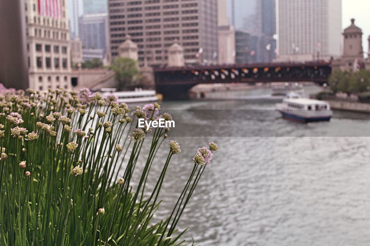 Close-up of flowering plants against river