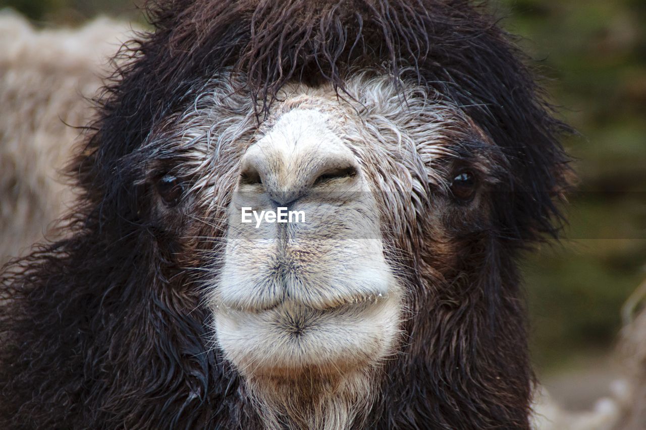 Close-up portrait of camel